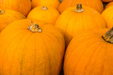 Pumpkin Season