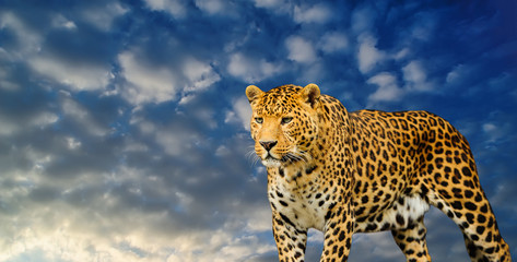  leopard