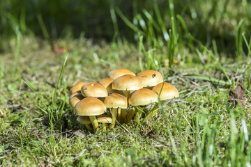 Mushrooms on green grass