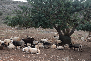 Schafe unter einem Olivenbaum