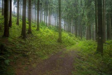 schöner Waldweg