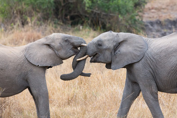 Fototapeta na wymiar Two elephant greet with curling and touching trunks