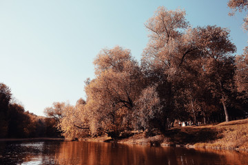 Landscape autumn in a golden forest