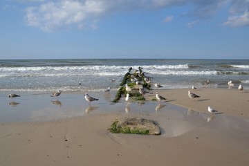 Fototapeta na wymiar Mewa ,Plaża