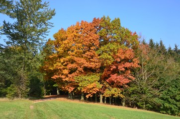 Herbstlandschaft Mischwald