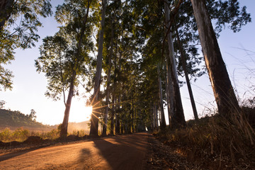 Fototapeta na wymiar Narrow lane of eucalyptus trees with dust on dirt road