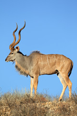 Big male kudu antelope (Tragelaphus strepsiceros) against a blue sky, Kalahari desert, South Africa.