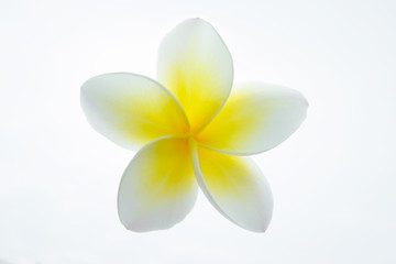 Naklejka premium Frangipani (plumeria) isolated on white background. 