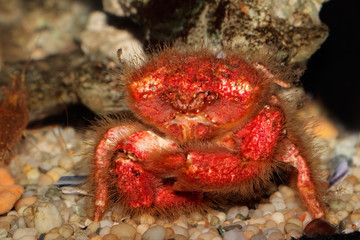 Underwater view of a red hairy sponge crab (Dromidia spp.) .