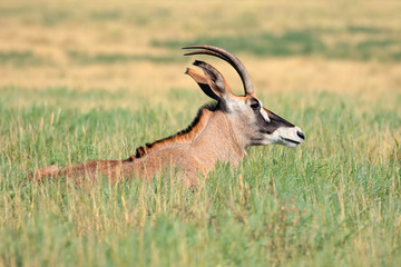 A rare roan antelope (Hippotragus equinus) resting in grassland, Mokala National Park, South Africa.