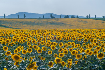 Obraz premium Sunflower field