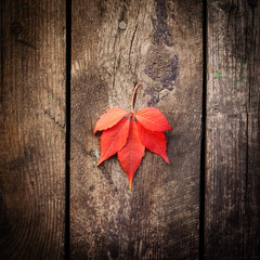 Naklejka na ściany i meble Red autumn leaf on old wooden background