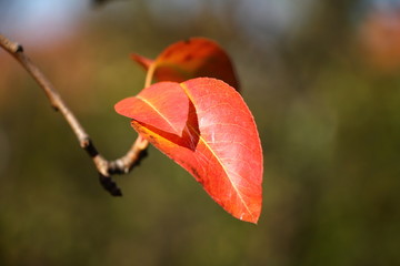 Red autumn leaves on the branch , big and small