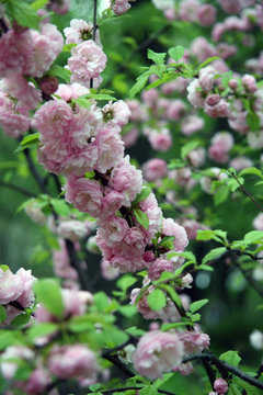 Sakura / Blossoming cherry branch in May (Moscow)