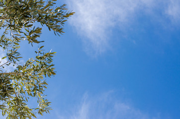 olive tree branch and heaven © katarinagondova