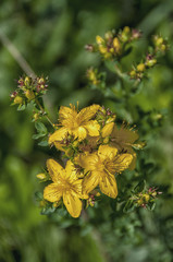 Saint John's wort flowers