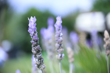 green, flowers, color