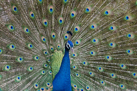 Portrait of Beautiful Peacock with feathers out