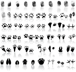 Collection of fingerprints, animal and bird trails 