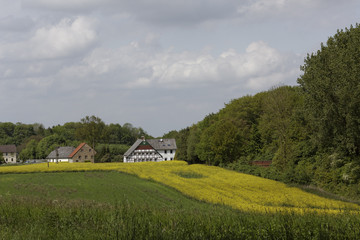 Rape field with old houses in May, Hilter, Osnabrueck country region, Germany, Europe