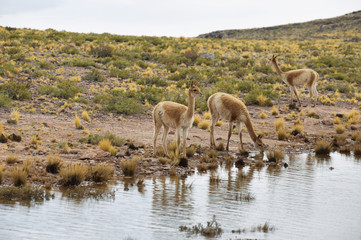 Vicunas in the meadows of Atacama region