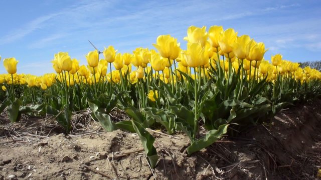 Camera moving upwards over a field of yellow tulips with wind turbines in the background.