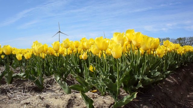 Camera moving upwards over a field of yellow tulips with wind turbines in the background.