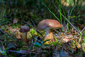 schöne Steinpilze