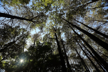 summer forest trees looking up