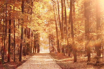 Landscape autumn in a golden forest