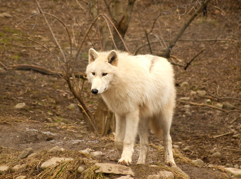 grey wolf
