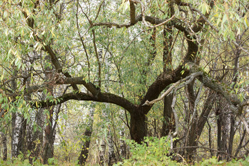 Trees in a forest in autumn.