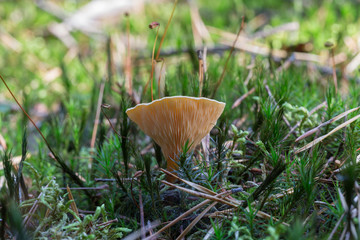 schöner Pilz versteckt im Moos