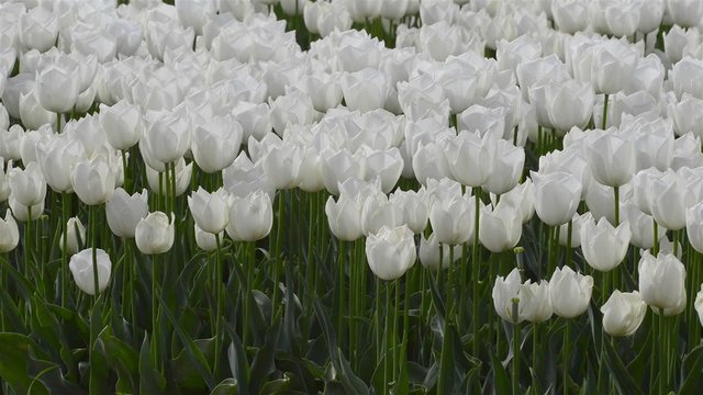 Field of white tulips shaking in the wind on a spring day.