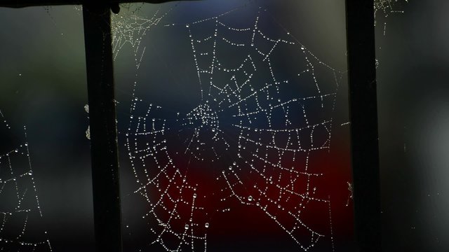 Spinnennetz am Tor