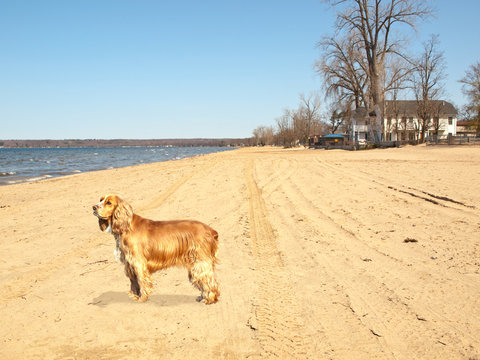 dog on beach