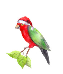 Funny character xmas tropical parrot in red santa's hat.