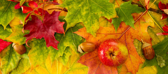 Colorful autumn leaves background and apple.