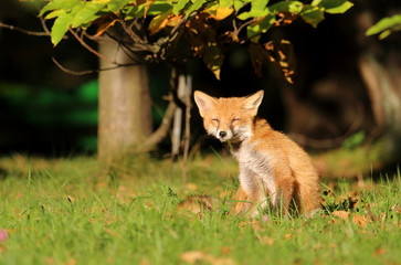 schnuppernder Fuchs