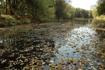 Obraz na płótnie Canvas Lake Forest autumn landscape nature