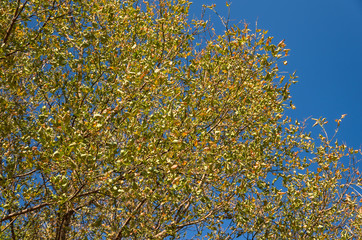 Dry autumn yellow leaves on the tree