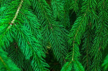 Fresh green fir branch