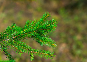 Fresh green fir branch
