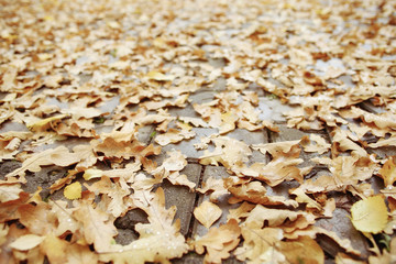 fallen yellow autumn leaves background, texture