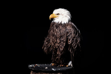 weißkopfseeadler