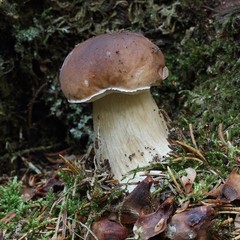 Mushroom Boletus edulis (cep, penny bun, porcino, king bolete) in the moss