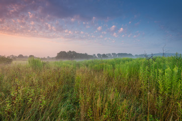 Naklejka premium Sunrise over colorful summer meadow full of yellow goldenrods.