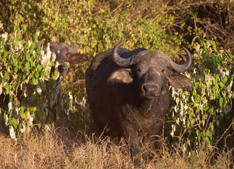 African buffalo on african savannah