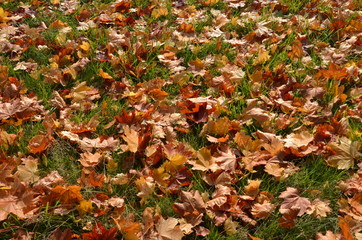 Bunte Herbstblätter auf der Wiese