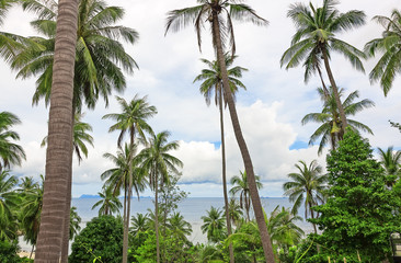 Naklejka na ściany i meble Coconut palm trees against blue sky